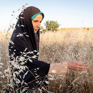 Blinde, iranische Frau in Hijab geht durch ein hohes Haferfeld und streckt die rechte Hand prüfend aus.