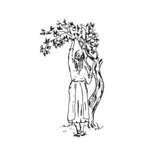 Eine gemaltes Bild, wo eine junge Frau mit dem Rücken zum:zur Betrachter:in in einem mittelalterlichen Kleid einen linken Arm in Richtung eines Astes hebt, um dort einen Apfel zu pflücken. Der Baum befindet sich rechts von der jungen Frau. 